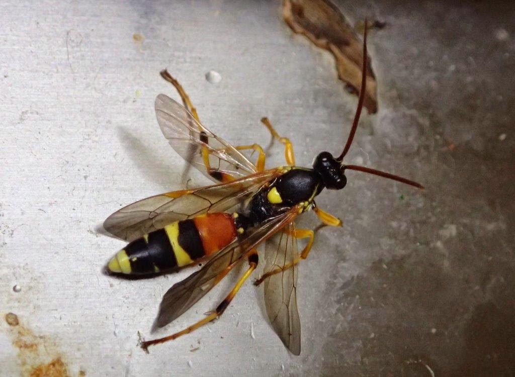 昆虫親父日記 マダラヒメバチ?